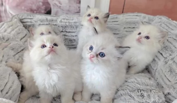 annunciare che i miei 4 splendidi gattini Ragdoll.