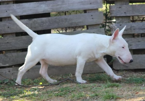 Bull Terrier in miniatura cuccioli | Foto 2