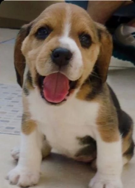 REGALO Cuccioli dolce e bella Beagle Stiamo dando questi nostri cuccioli sani maschi e femmine in un