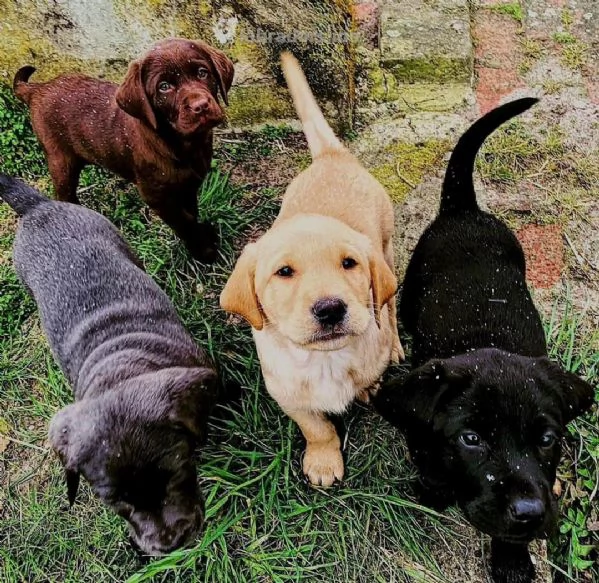 REGALO BELLO LABRADOR CUCCIOLI MASCHI E FEMMINE Bello Labrador , Maschio e femmina, sverminato, con 