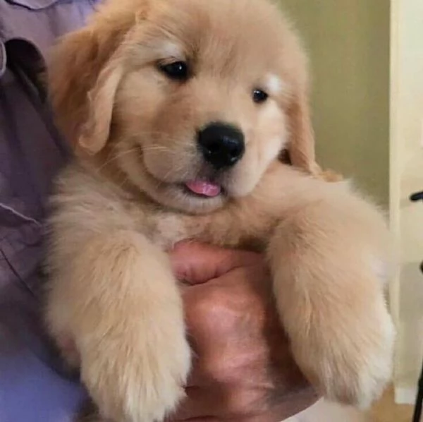 REGALO Golden retriver cuccioli Abbiamo disponibili cuccioli con garanzia,almeno 2 vaccinazioni, mic