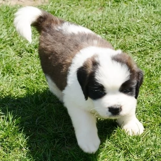 Regalo adorabili cuccioli san bernardo femminucce e maschietti gratuita i cuccioli sono vaccinati sv