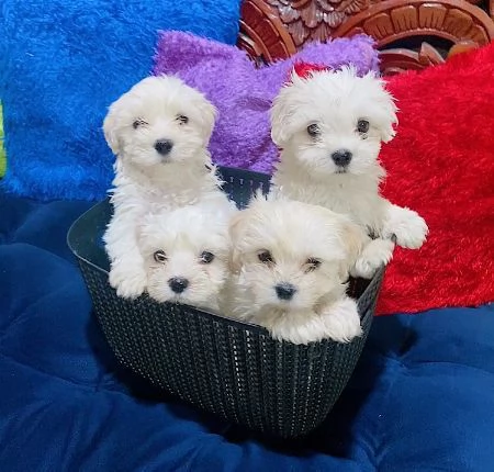 Cuccioli di Maltese toy
