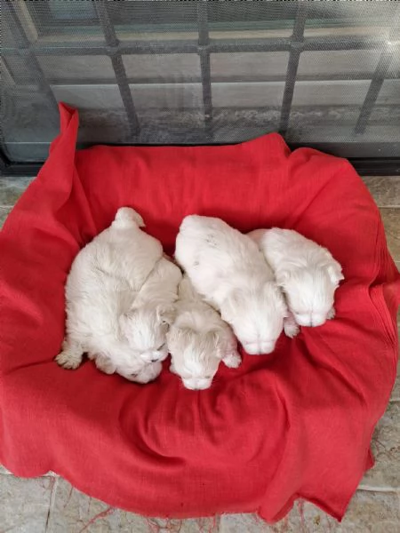 Cuccioli maltesini 