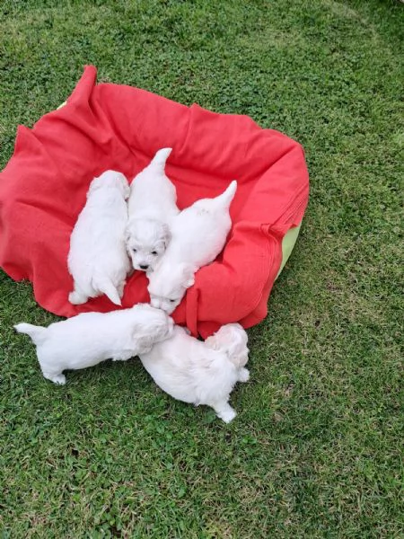 Cuccioli maltesini  | Foto 3