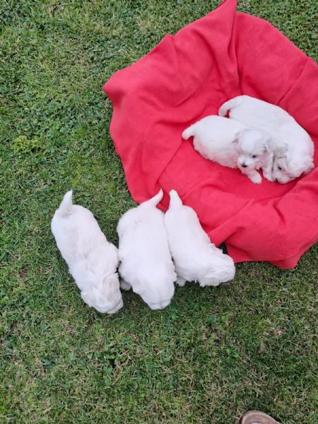 Cuccioli maltesini  | Foto 1