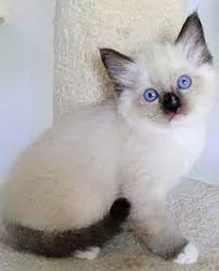 gattini ragdoll in adozione