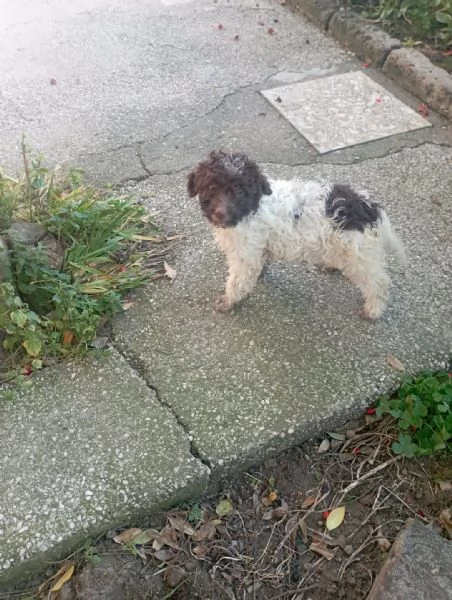 Femmina di Lagotto Romagnolo da tartufo/compagnia