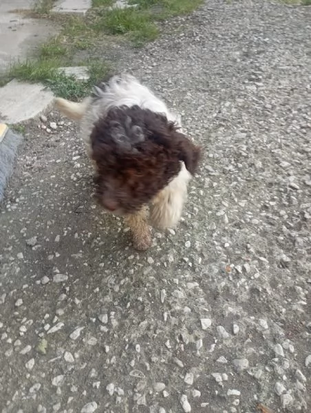 Femmina di Lagotto Romagnolo da tartufo/compagnia | Foto 1