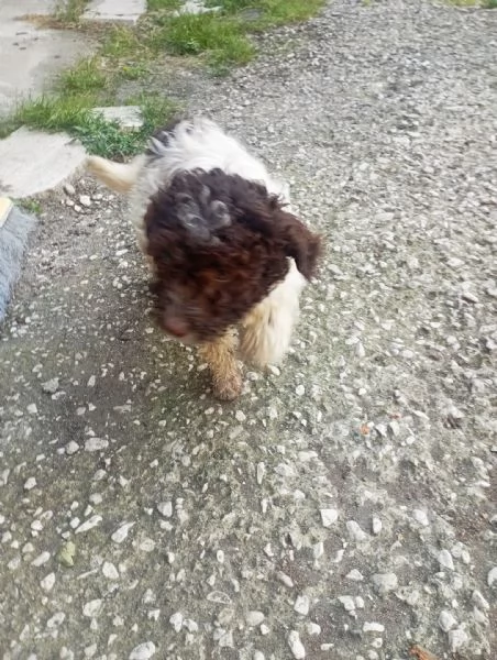 Femmina di Lagotto Romagnolo da tartufo/compagnia | Foto 0