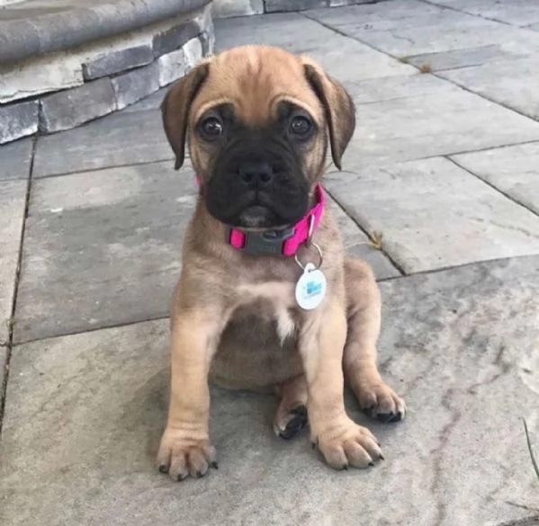 Regalo Cuccioli di Boxer Cuccioli di Boxer rossi Maschietti e Femminucce . I cuccioli vengono ceduti