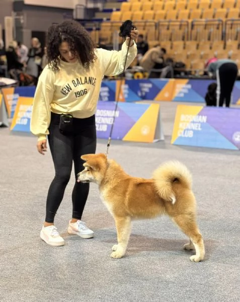 Cucciolo di Akita giapponese