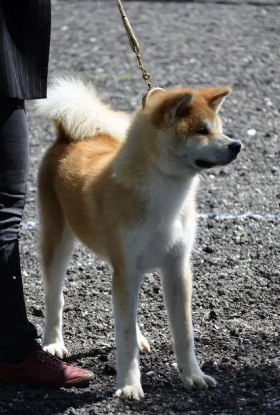 Cucciolo di Akita giapponese | Foto 3