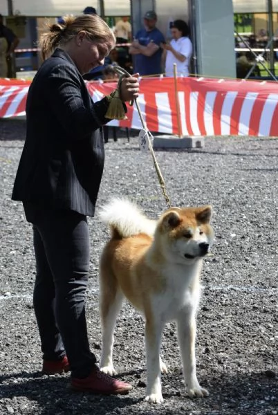 Cucciolo di Akita giapponese | Foto 2