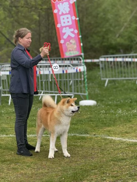 Cucciolo di Akita giapponese | Foto 1