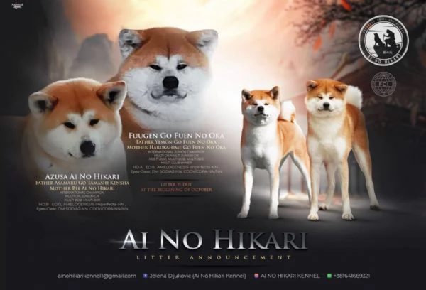 Cucciolo di Akita giapponese | Foto 0