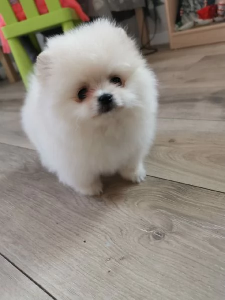 CUCCIOLI POMERANIA BIANCHI  | Foto 0