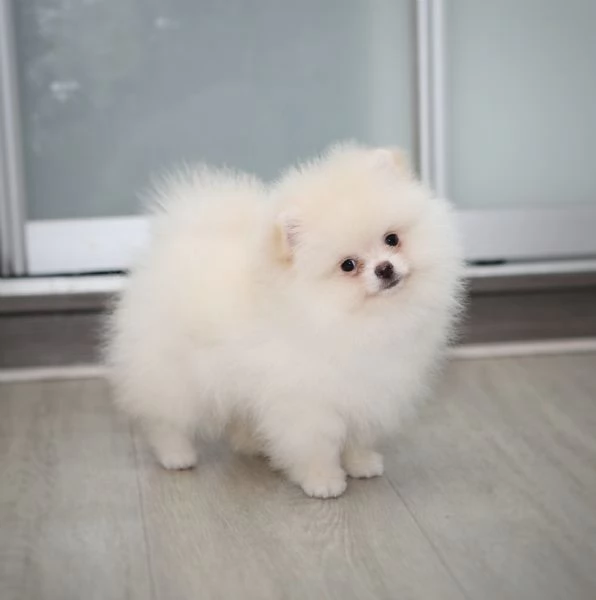 CUCCIOLI POMERANIA BIANCHI 