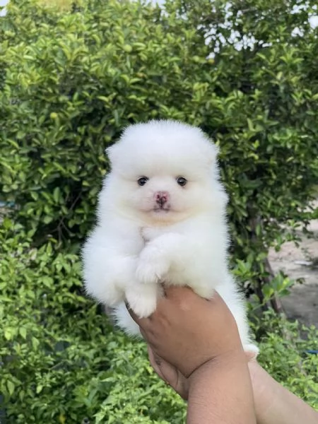 Cuccioli di Pomerania toy!!!