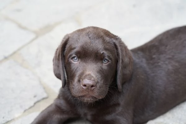 Vendo Cuccioli Labrador Chocolate | Foto 6