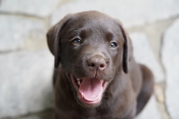 Vendo Cuccioli Labrador Chocolate | Foto 4