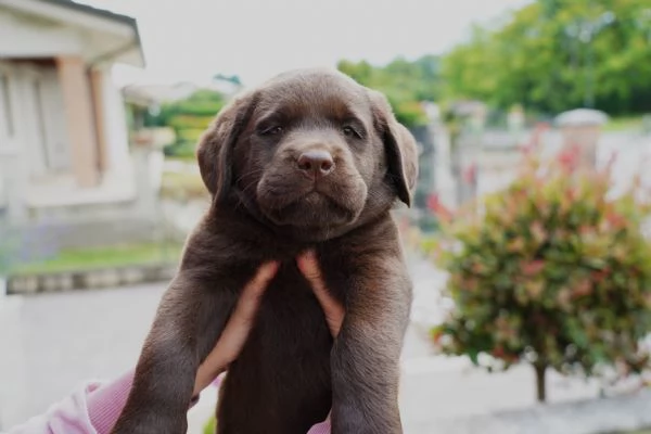 Vendo Cuccioli Labrador Chocolate | Foto 1