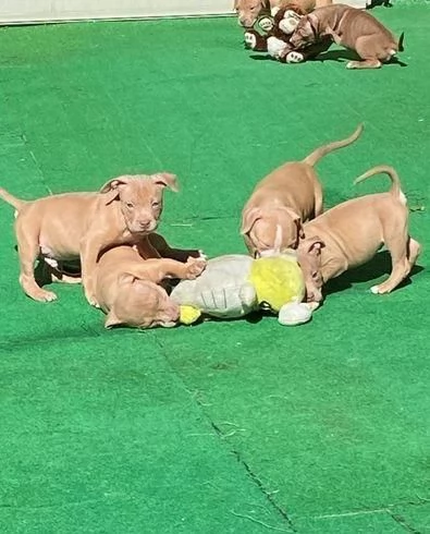 Regala cuccioli di Pitbull