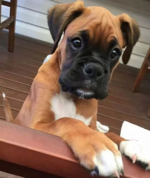 Regalo Cuccioli Boxer cuccioli boxer maschio e femmina disponibile