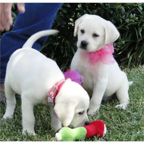 cuccioli di labrador color crema in adozione