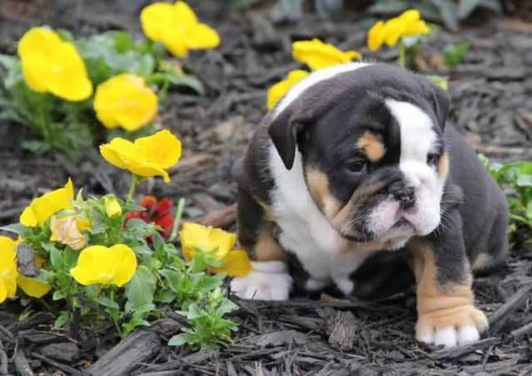  REGALO Cuccioli di Bulldog inglese registrati | Foto 1