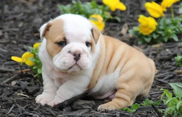  REGALO Cuccioli di Bulldog inglese registrati