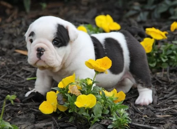  REGALO Cuccioli di Bulldog inglese registrati | Foto 0