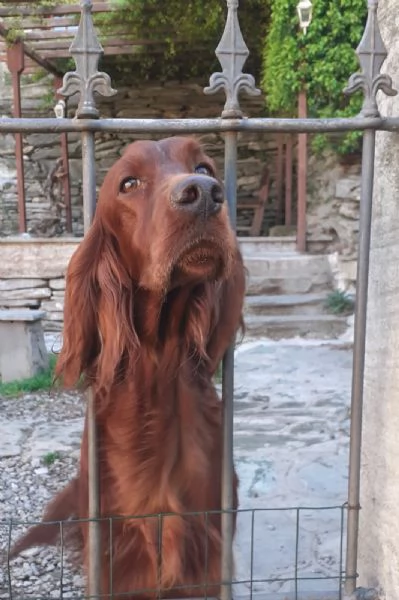 Stipendi cuccioli di Setter Irlandese 