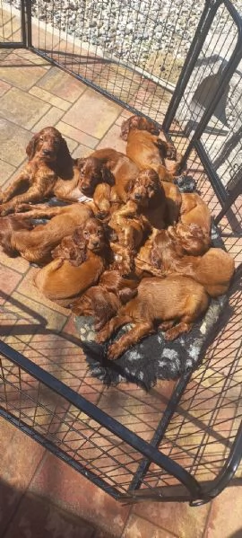 Stipendi cuccioli di Setter Irlandese  | Foto 2