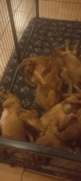 Stipendi cuccioli di Setter Irlandese  | Foto 1