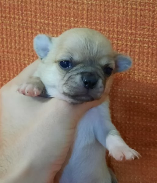 Meraviglie uniche chihuahua pedigree enci  | Foto 1