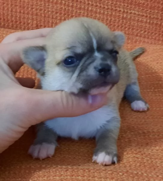 Meraviglie uniche chihuahua pedigree enci  | Foto 0