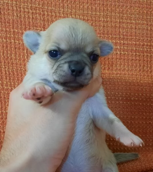 Meraviglie uniche chihuahua pedigree enci 