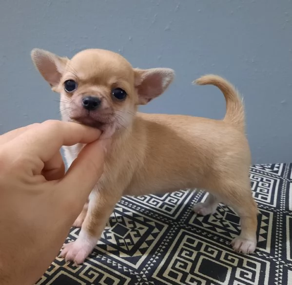 Chihuahua Stupendi super pedigree enci  | Foto 4