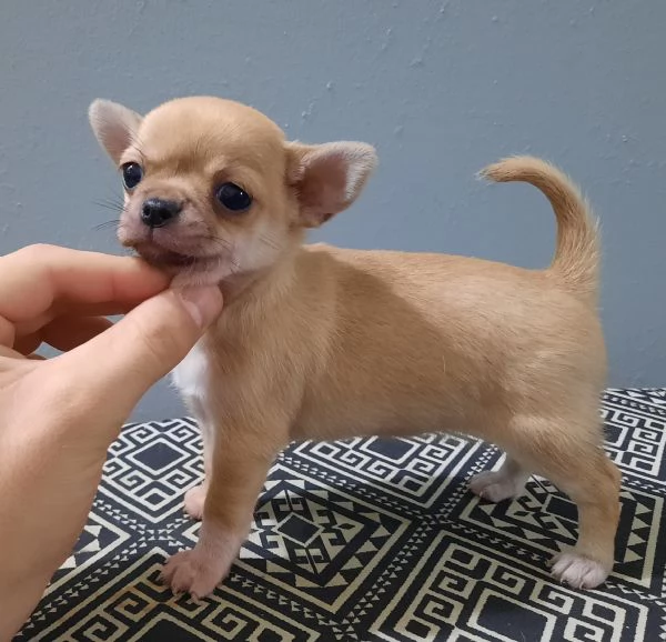 Chihuahua Stupendi super pedigree enci 