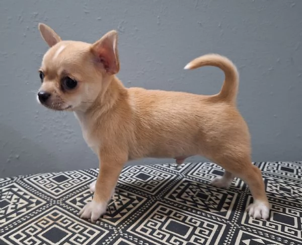 Chihuahua Stupendi super pedigree enci  | Foto 1