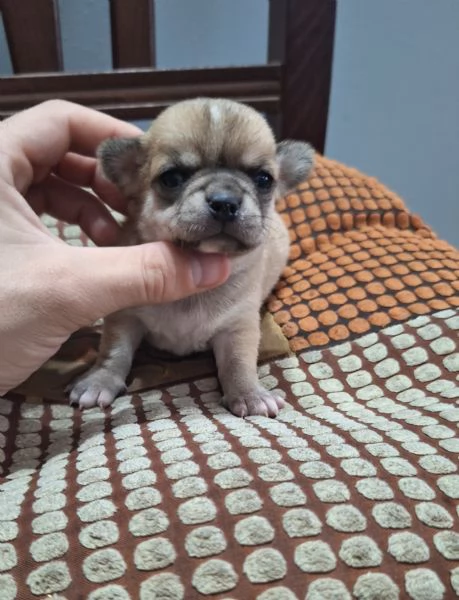 Stupendi ESEMPLARI CHIHUAHUA PEDIGREE enci  | Foto 1