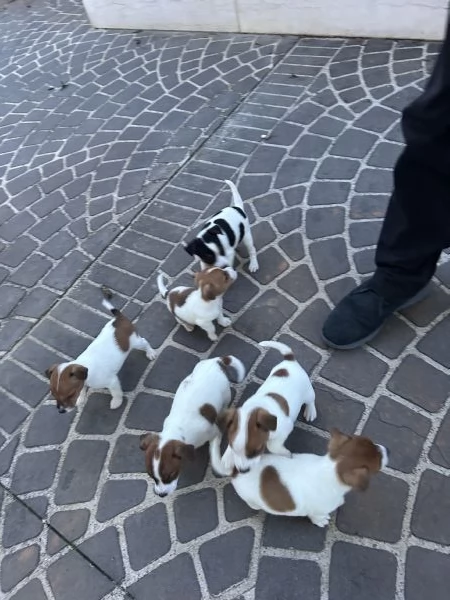 Vendita cuccioli Jack Russell | Foto 3