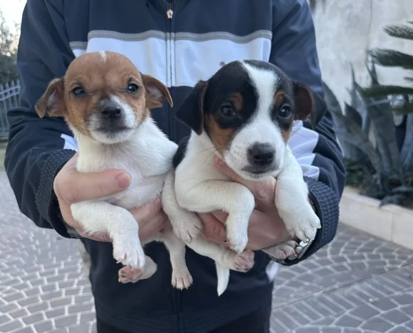 Vendita cuccioli Jack Russell | Foto 2