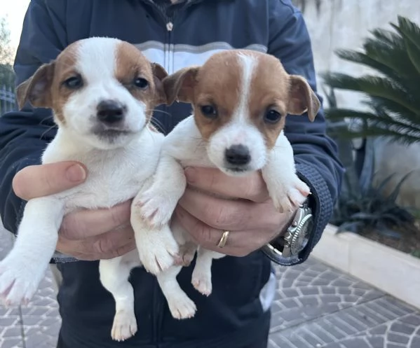 Vendita cuccioli Jack Russell | Foto 0