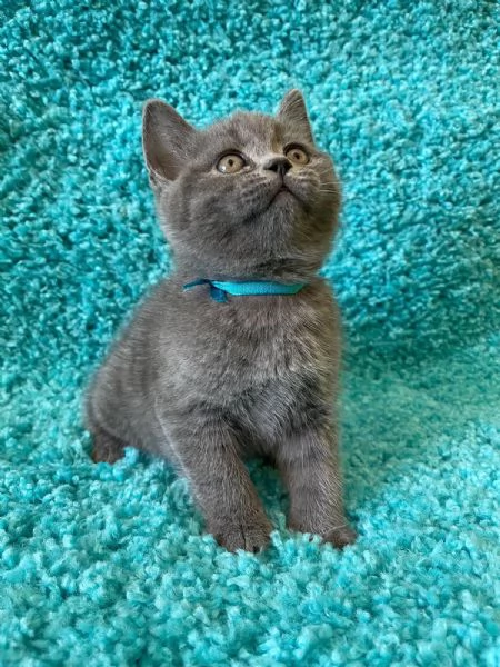 British Shorthair | Foto 1