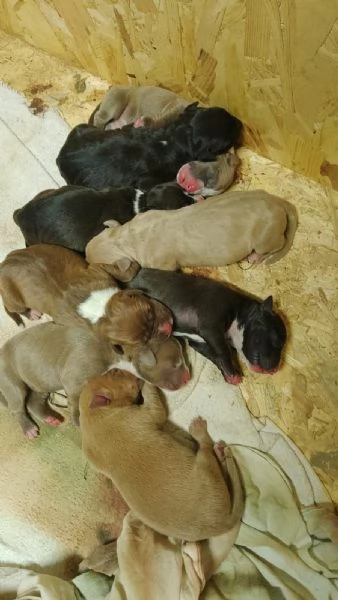 Cuccioli American Pitbull Terrier UKC | Foto 3