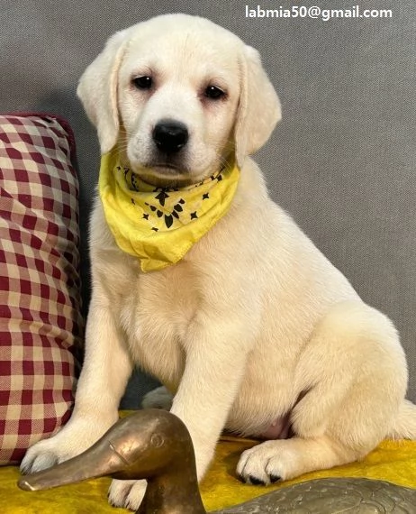 Labrador Disponibili bellissimi Labrador, con 2 sverminazione vaccinazione libretto sanitario del do