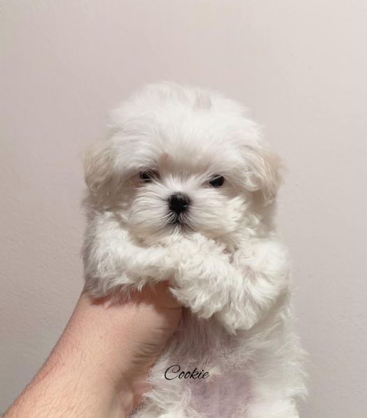 Cuccioli di razza Maltese Toy | Foto 0