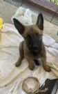 Vendo cuccioli di pastore belga malinois